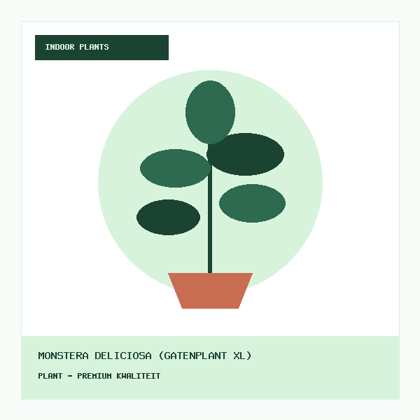 Monstera Deliciosa (Gatenplant XL)